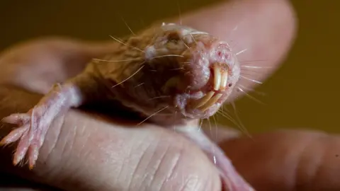 Naked mole rats’ DNA could hold key to long life
